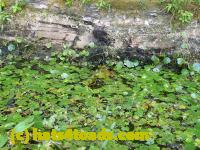 /home//u458753944/public_html/sourcegallery////Frogs/Bullfrogs 2016-08 Ontario/P8120062.JPG